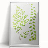Fine Art Realism Print - British Ferns by Edward J. Lowe - Elegant Wall Art