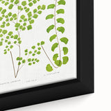 Fine Art Realism Print - British Ferns by Edward J. Lowe - Elegant Wall Art