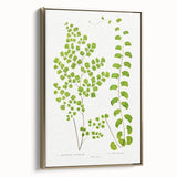 Fine Art Realism Print - British Ferns by Edward J. Lowe - Elegant Wall Art