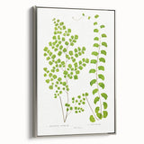 Fine Art Realism Print - British Ferns by Edward J. Lowe - Elegant Wall Art