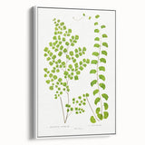 Fine Art Realism Print - British Ferns by Edward J. Lowe - Elegant Wall Art