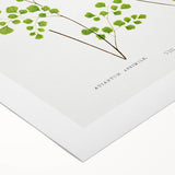 Fine Art Realism Print - British Ferns by Edward J. Lowe - Elegant Wall Art