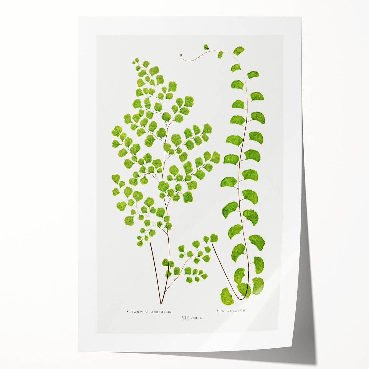 Fine Art Realism Print - British Ferns by Edward J. Lowe - Elegant Wall Art