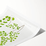 Fine Art Realism Print - British Ferns by Edward J. Lowe - Elegant Wall Art