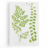 Fine Art Realism Print - British Ferns by Edward J. Lowe - Elegant Wall Art