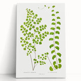 Fine Art Realism Print - British Ferns by Edward J. Lowe - Elegant Wall Art