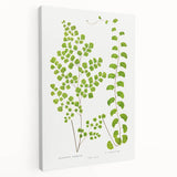 Fine Art Realism Print - British Ferns by Edward J. Lowe - Elegant Wall Art