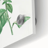 Neoclassical Art Print: Forget-Me-Not by Redouté - Classic Floral Decor