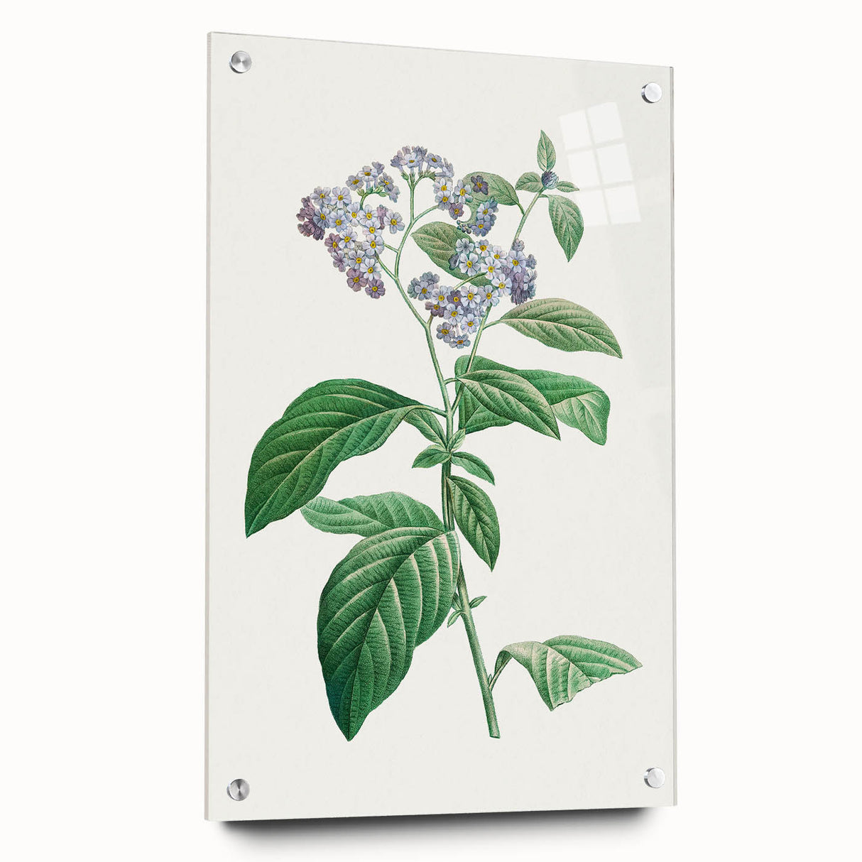 Neoclassical Art Print: Forget-Me-Not by Redouté - Classic Floral Decor