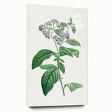 Neoclassical Art Print: Forget-Me-Not by Redouté - Classic Floral Decor