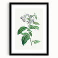 Neoclassical Art Print: Forget-Me-Not by Redouté - Classic Floral Decor