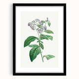 Neoclassical Art Print: Forget-Me-Not by Redouté - Classic Floral Decor