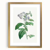 Neoclassical Art Print: Forget-Me-Not by Redouté - Classic Floral Decor