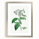 Neoclassical Art Print: Forget-Me-Not by Redouté - Classic Floral Decor