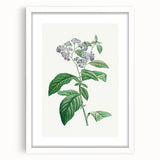 Neoclassical Art Print: Forget-Me-Not by Redouté - Classic Floral Decor