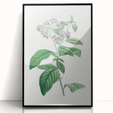 Neoclassical Art Print: Forget-Me-Not by Redouté - Classic Floral Decor
