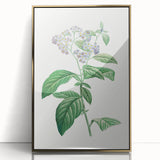 Neoclassical Art Print: Forget-Me-Not by Redouté - Classic Floral Decor