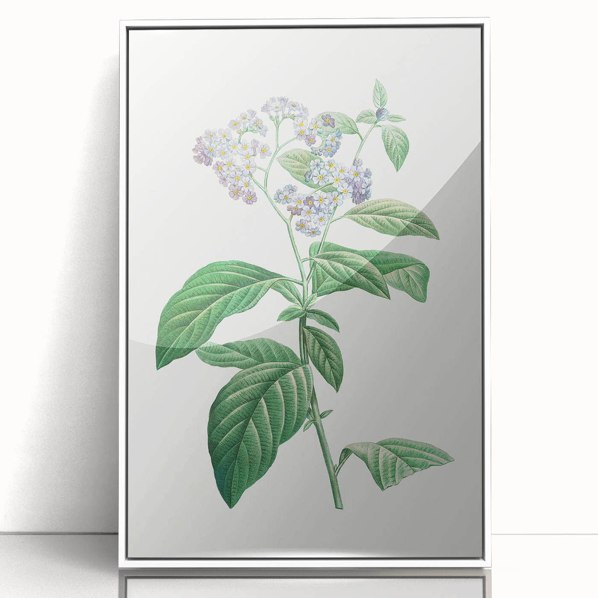 Neoclassical Art Print: Forget-Me-Not by Redouté - Classic Floral Decor