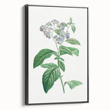 Neoclassical Art Print: Forget-Me-Not by Redouté - Classic Floral Decor