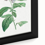 Neoclassical Art Print: Forget-Me-Not by Redouté - Classic Floral Decor