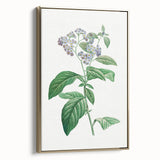 Neoclassical Art Print: Forget-Me-Not by Redouté - Classic Floral Decor