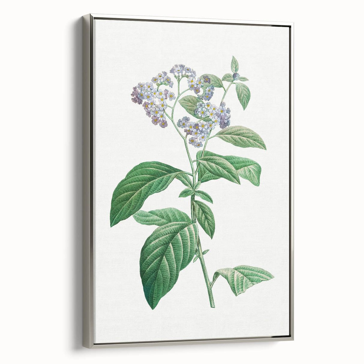 Neoclassical Art Print: Forget-Me-Not by Redouté - Classic Floral Decor