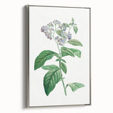 Neoclassical Art Print: Forget-Me-Not by Redouté - Classic Floral Decor
