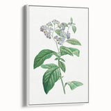 Neoclassical Art Print: Forget-Me-Not by Redouté - Classic Floral Decor