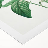 Neoclassical Art Print: Forget-Me-Not by Redouté - Classic Floral Decor