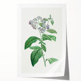 Neoclassical Art Print: Forget-Me-Not by Redouté - Classic Floral Decor