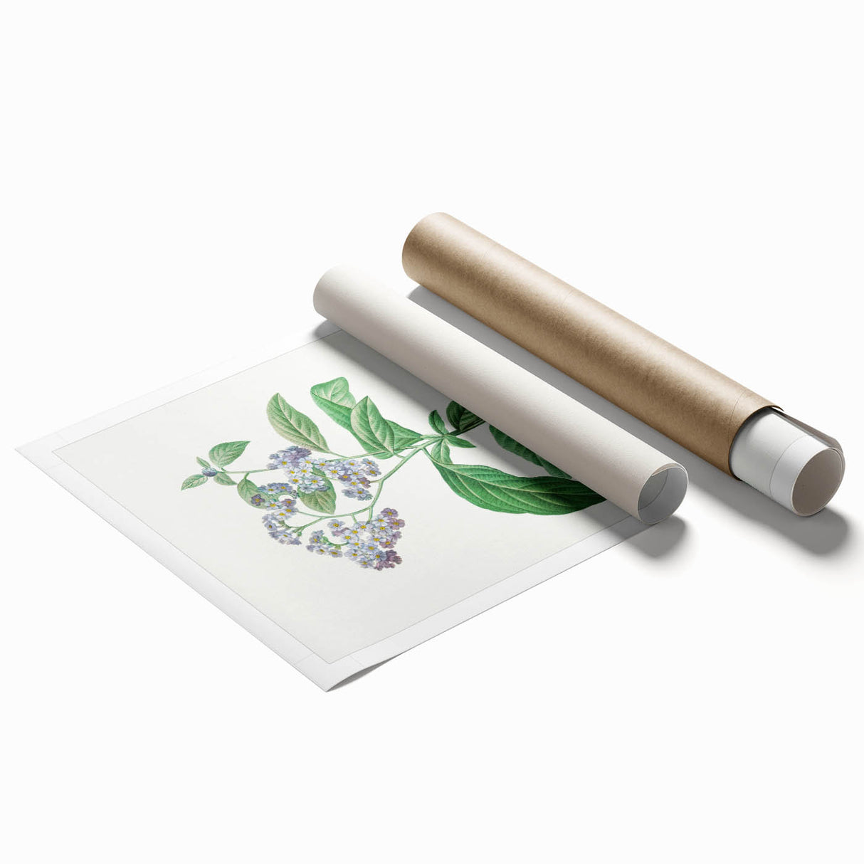 Neoclassical Art Print: Forget-Me-Not by Redouté - Classic Floral Decor