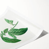 Neoclassical Art Print: Forget-Me-Not by Redouté - Classic Floral Decor