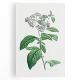 Neoclassical Art Print: Forget-Me-Not by Redouté - Classic Floral Decor
