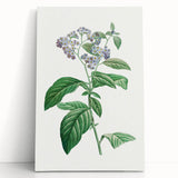Neoclassical Art Print: Forget-Me-Not by Redouté - Classic Floral Decor