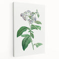 Neoclassical Art Print: Forget-Me-Not by Redouté - Classic Floral Decor