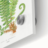 Realistic Fern Art Print - Aspidium Lonchitis by E.J. Lowe - Elegant Wall Decor