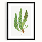 Realistic Fern Art Print - Aspidium Lonchitis by E.J. Lowe - Elegant Wall Decor