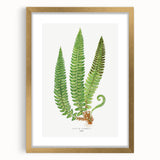 Realistic Fern Art Print - Aspidium Lonchitis by E.J. Lowe - Elegant Wall Decor