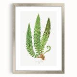 Realistic Fern Art Print - Aspidium Lonchitis by E.J. Lowe - Elegant Wall Decor