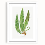 Realistic Fern Art Print - Aspidium Lonchitis by E.J. Lowe - Elegant Wall Decor