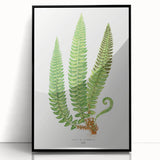 Realistic Fern Art Print - Aspidium Lonchitis by E.J. Lowe - Elegant Wall Decor