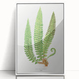 Realistic Fern Art Print - Aspidium Lonchitis by E.J. Lowe - Elegant Wall Decor