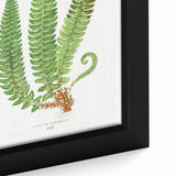 Realistic Fern Art Print - Aspidium Lonchitis by E.J. Lowe - Elegant Wall Decor