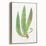 Realistic Fern Art Print - Aspidium Lonchitis by E.J. Lowe - Elegant Wall Decor