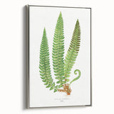 Realistic Fern Art Print - Aspidium Lonchitis by E.J. Lowe - Elegant Wall Decor