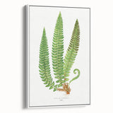 Realistic Fern Art Print - Aspidium Lonchitis by E.J. Lowe - Elegant Wall Decor