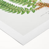 Realistic Fern Art Print - Aspidium Lonchitis by E.J. Lowe - Elegant Wall Decor