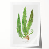 Realistic Fern Art Print - Aspidium Lonchitis by E.J. Lowe - Elegant Wall Decor