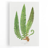 Realistic Fern Art Print - Aspidium Lonchitis by E.J. Lowe - Elegant Wall Decor