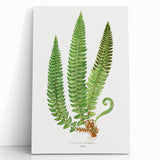 Realistic Fern Art Print - Aspidium Lonchitis by E.J. Lowe - Elegant Wall Decor